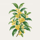 Botanical Fragrance Ornament Collection (5pcs Together)