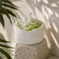 Blossom Garden Scented Candle Collection (4pcs Together)